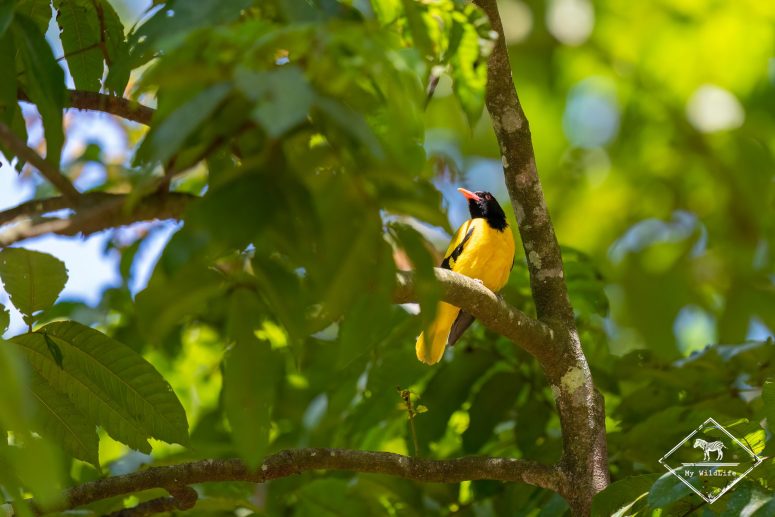 Loriot à capuchon noir, Sri Lanka