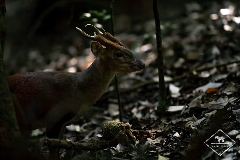 Muntjac indien, Sri Lanka