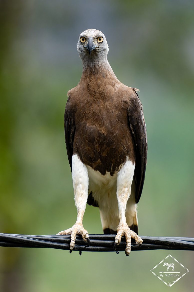 Pygargue à tête grise, Sri Lanka