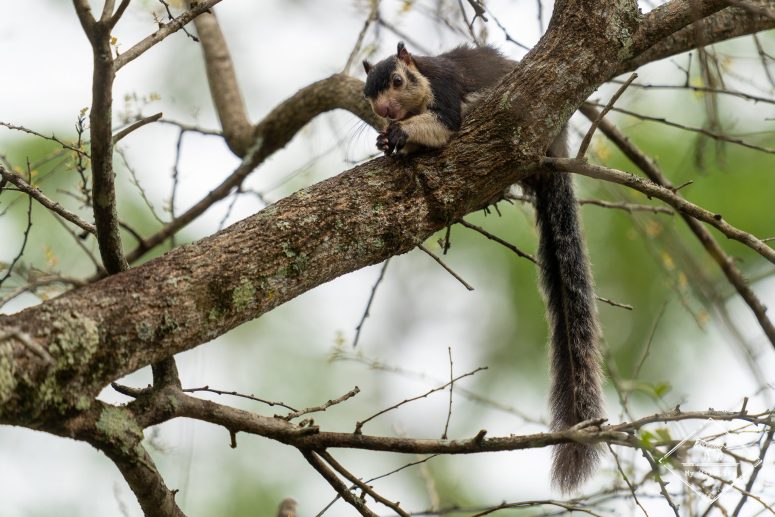 Écureuil géant de l'Inde