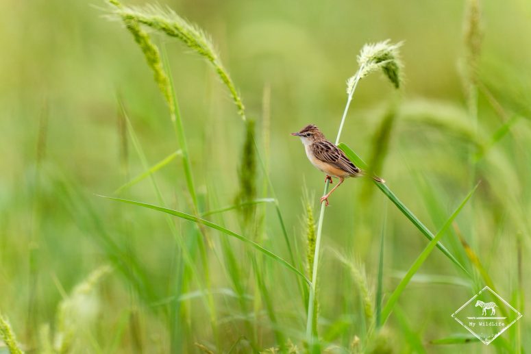 Cisticole des joncs, Sri Lanka