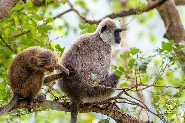 Epouillage entre macaque à toque et langur, Sri Lanka