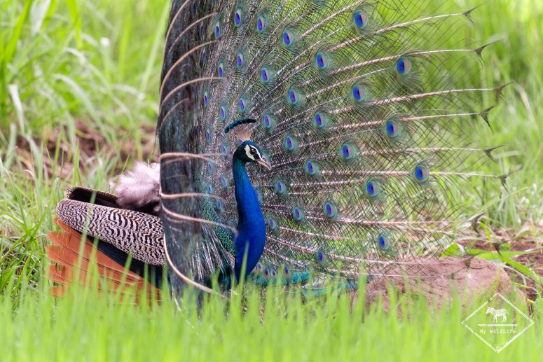 Paon bleu, Sri Lanka