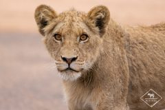 Quels animaux voir au parc national Kruger ?