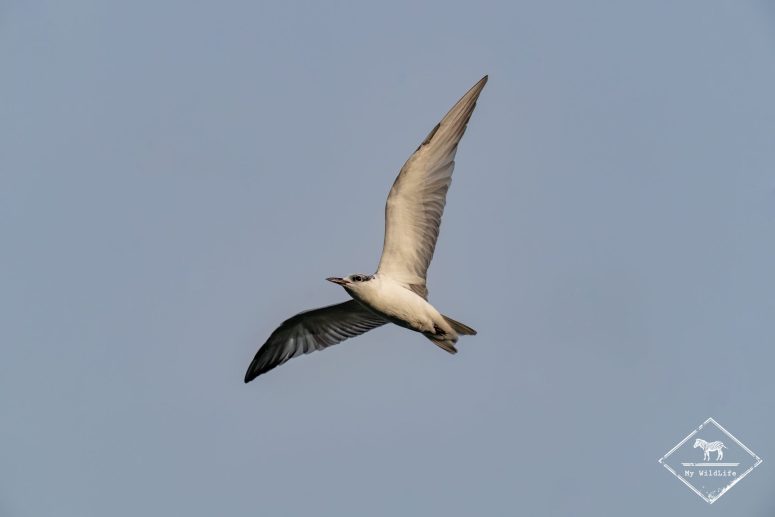 Sterne naine, Sri Lanka