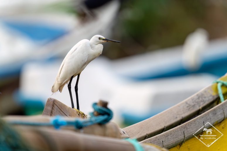 Aigrette garzette, Sri Lanka