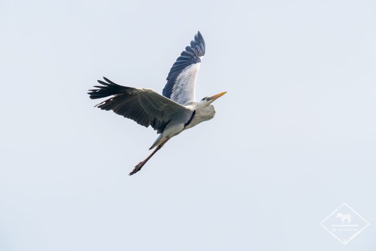 Héron cendré, Sri Lanka