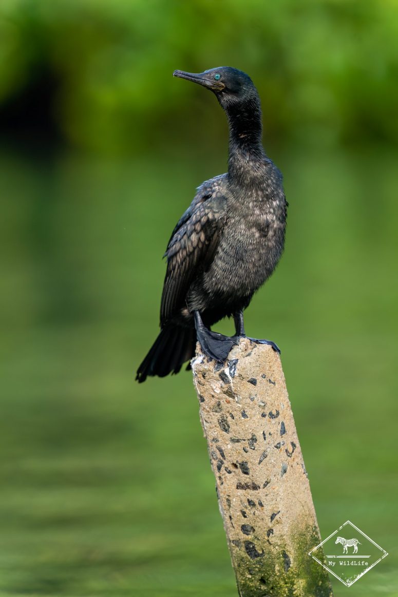 Cormoran à cou brun, Sri Lanka