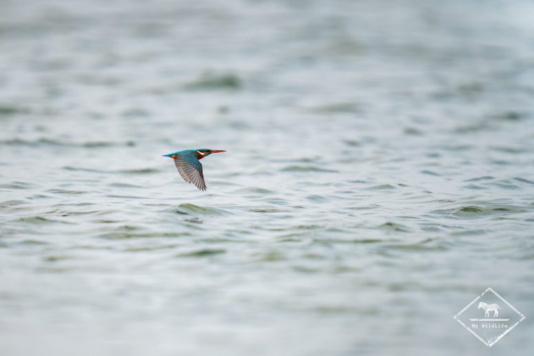 Martin-pêcheur, Sri Lanka