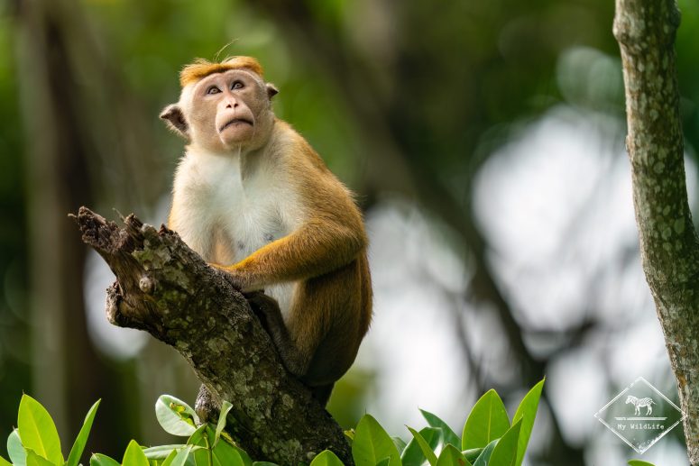 Macaque à toque, Sri Lanka