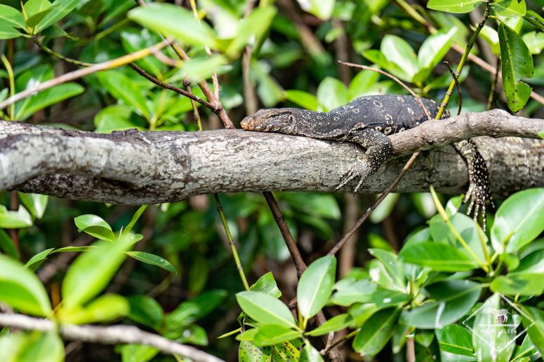 Varan malais, Sri Lanka