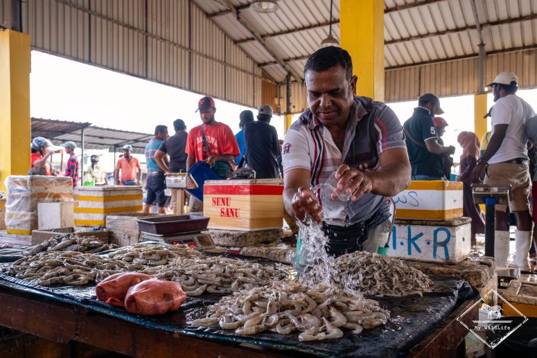 Marché aux poissons de Negombo