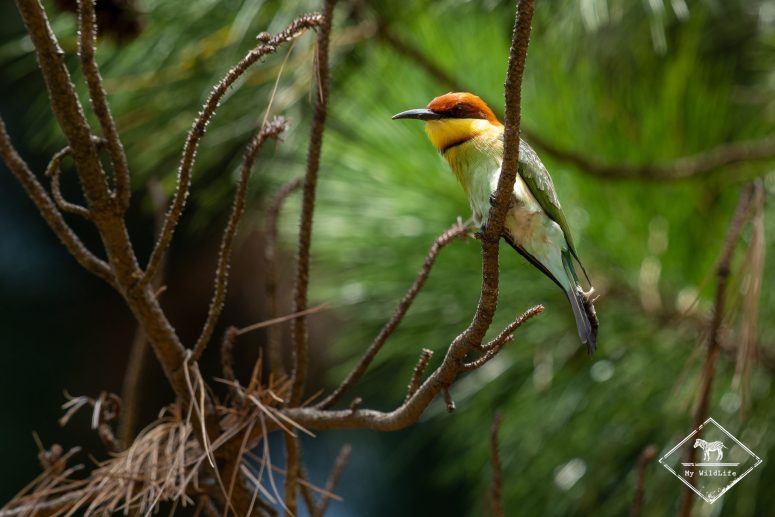 Pic de Lichtenstein, Sri Lanka