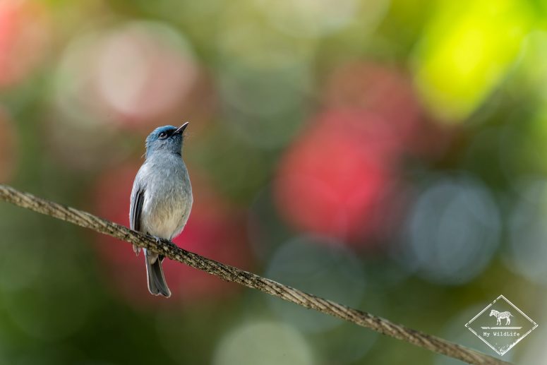 Gobemouche de Ceylan, Sri Lanka