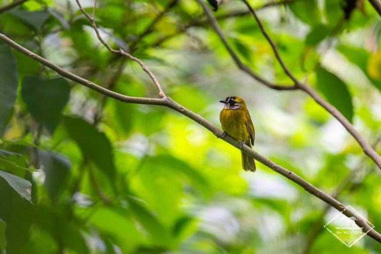 Bulbul oreillard, Sri Lanka