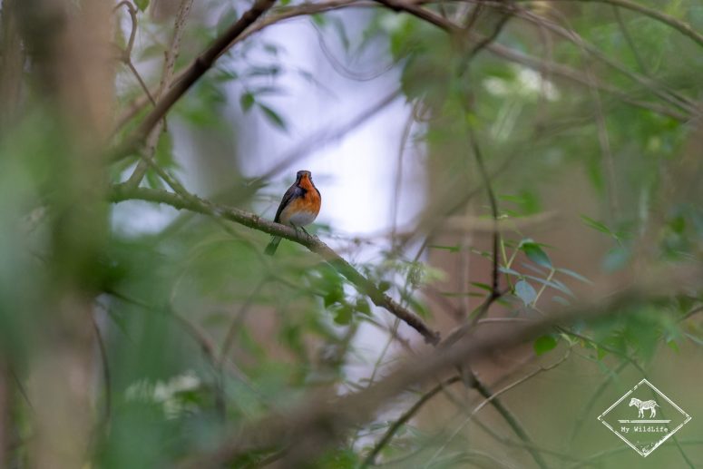Gobemouche du Cachemire, Sri Lanka