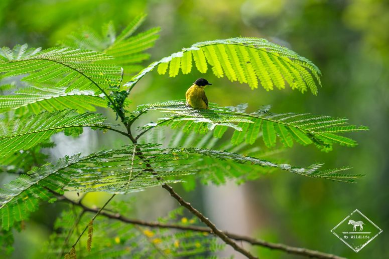 Bulbul à tête noire