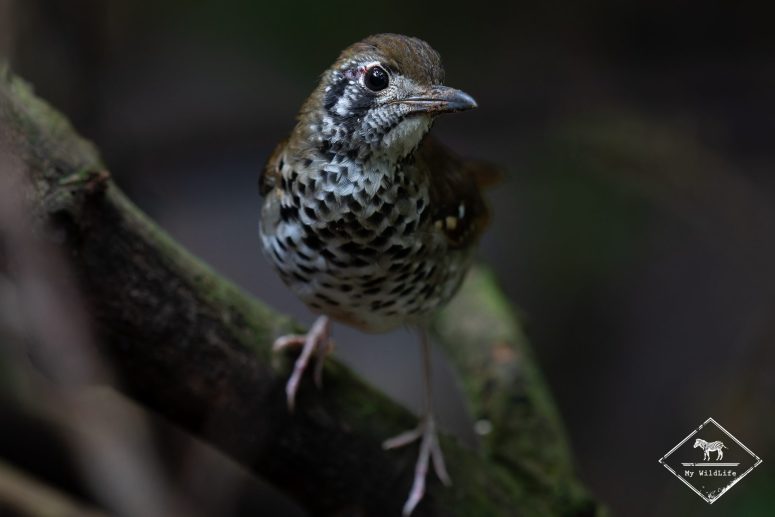 Grive à ailes tachetées