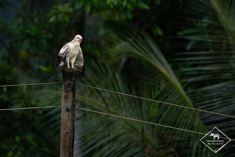 Aigle huppé, Sri Lanka