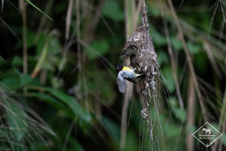 Souimanga à croupion pourpre