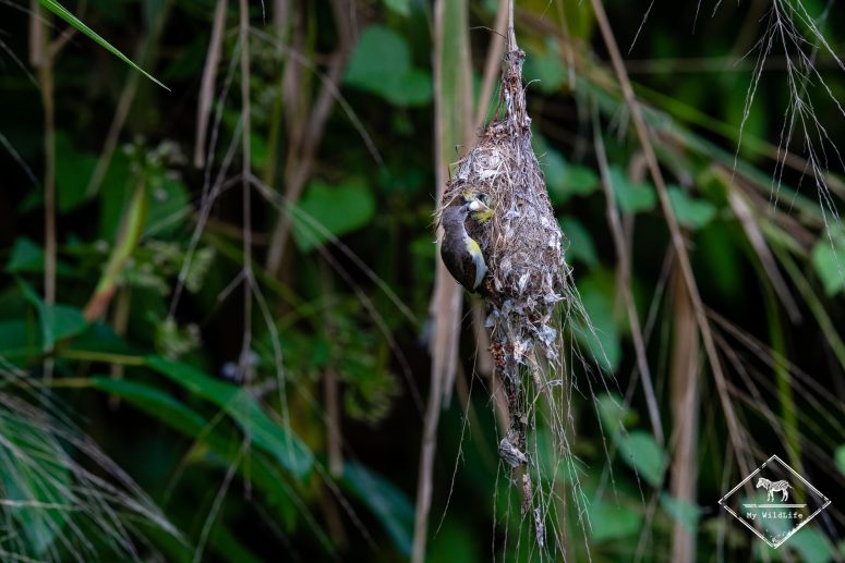 Souimanga à croupion pourpre