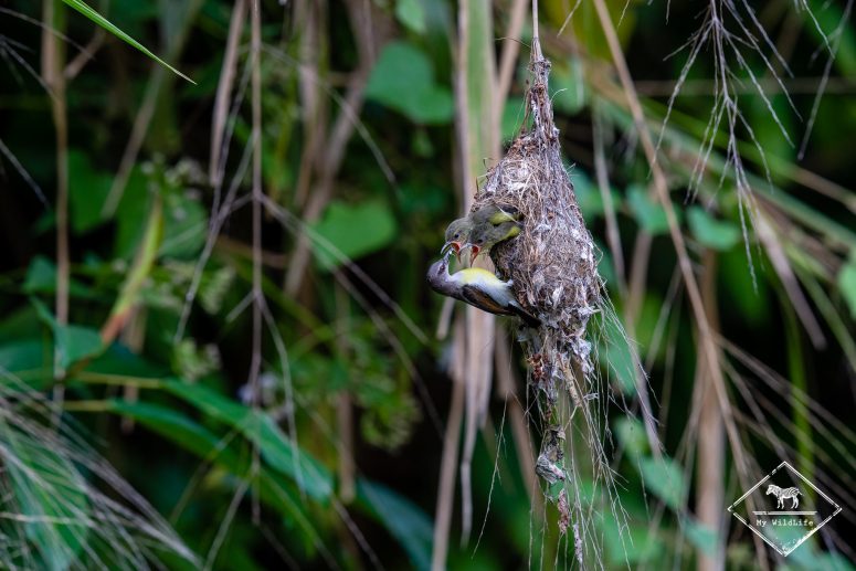 Souimanga à croupion pourpre