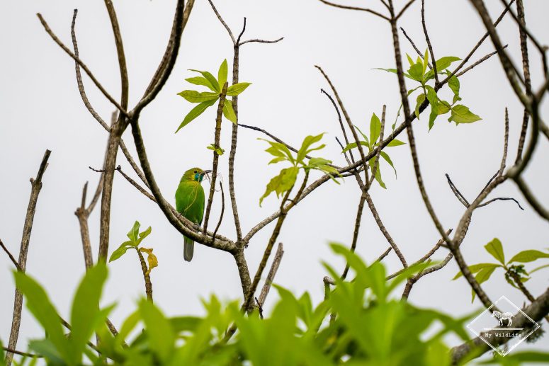 Verdin de Jerdon, Sri Lanka