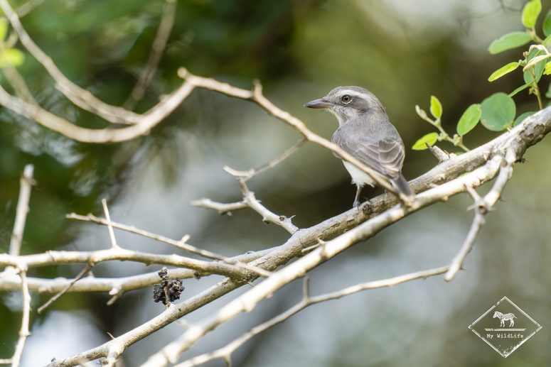 Téphrodorne de Ceylan