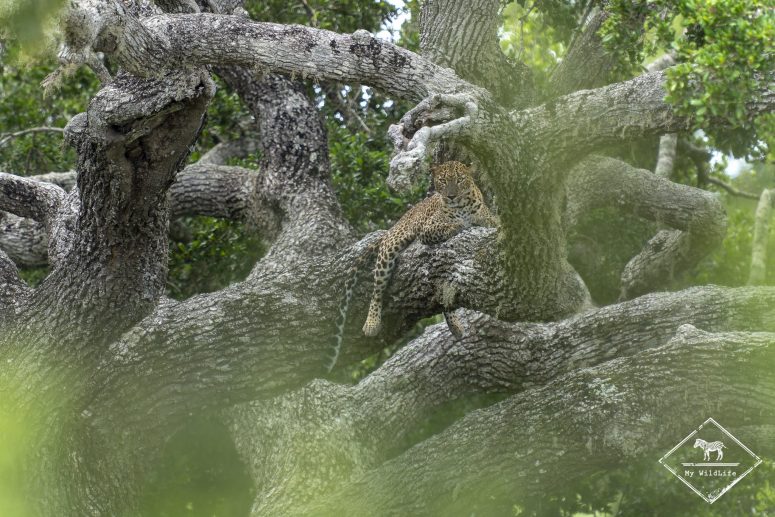 Léopard, Yala