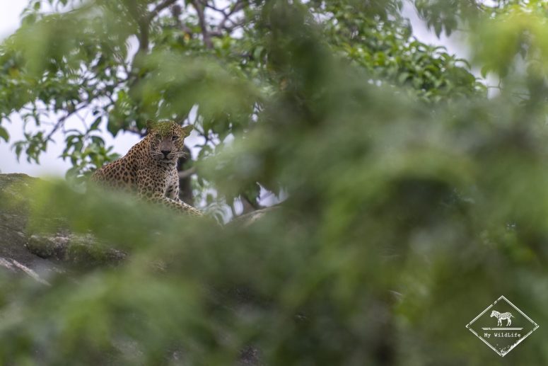 Léopard, Yala