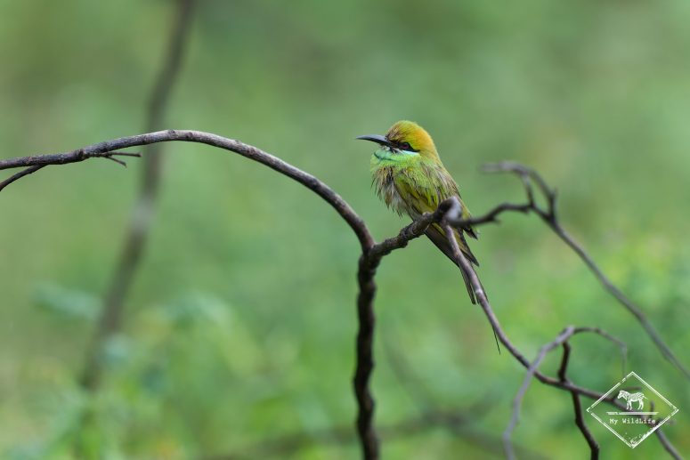 guêpier d'Orient, Sri Lanka