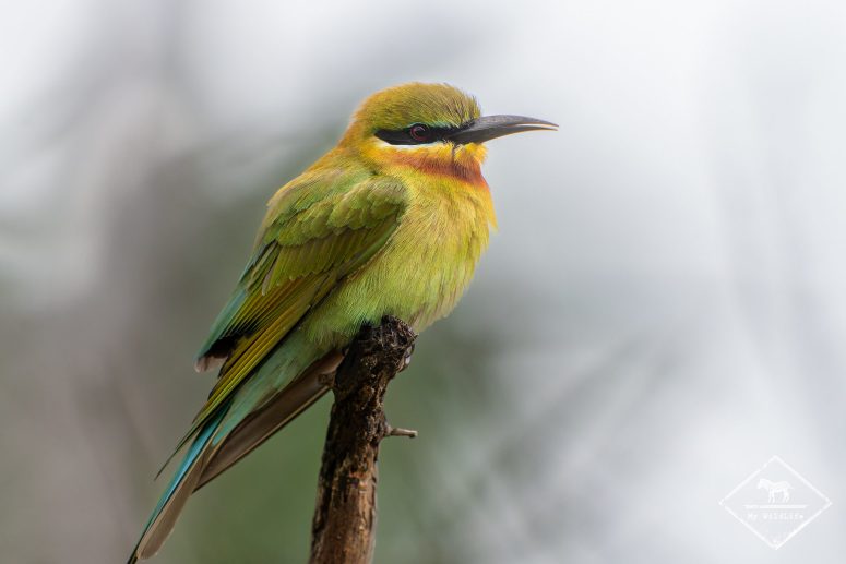 Guêpier à queue d'azur, Sri Lanka