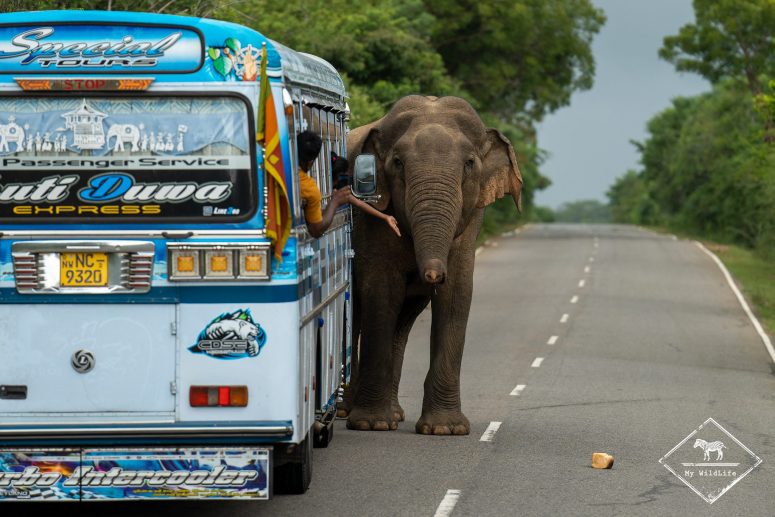 Ne pas nourrir les éléphants, Sri Lanka
