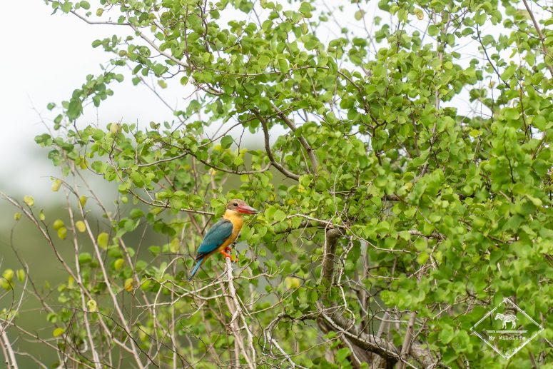 Martin-chasseur gurial