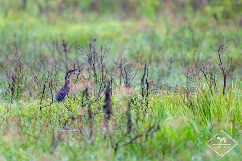 Blongios à cou jaune