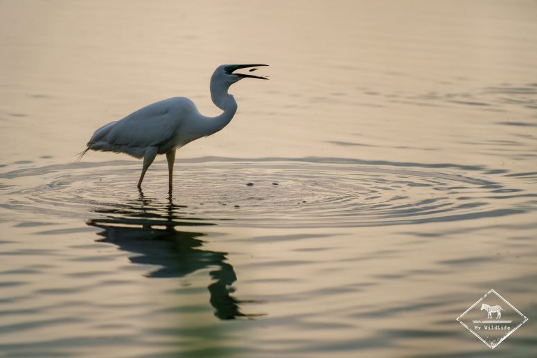 Grande aigrette, delta de l’Èbre