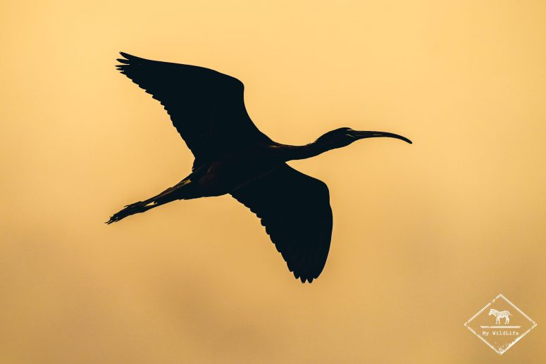 Ibis falcinelle, delta de l’Èbre