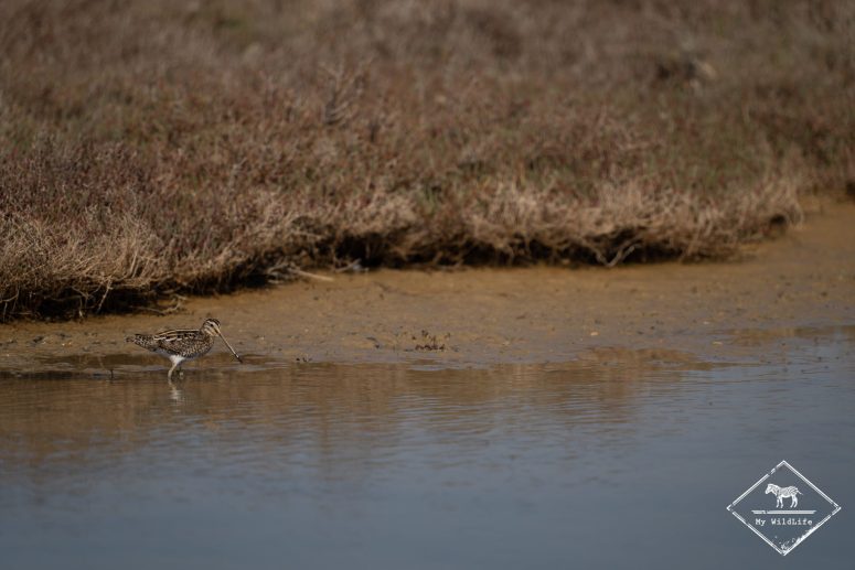 Bécassine des marais, delta de l’Èbre