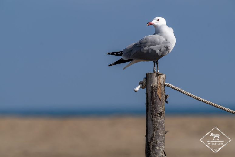 Goéland d'Audouin, delta de l’Èbre