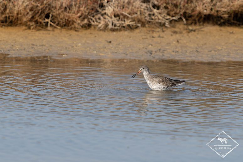 Chevalier gambette, delta de l’Èbre