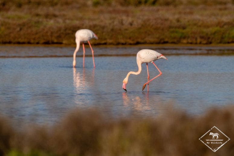 flamant rose, delta de l’Èbre