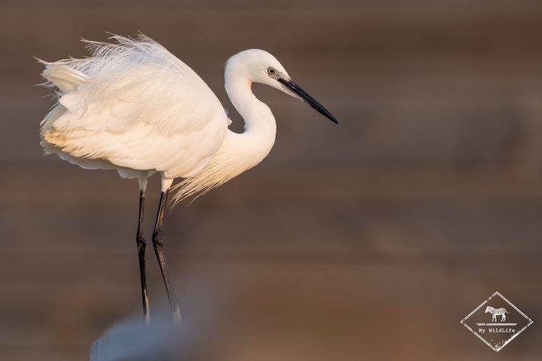 Aigrette garzette, delta de l’Èbre