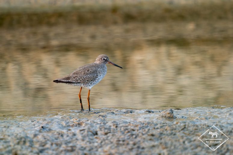 Chevalier gambette, Delta de l'Ebre
