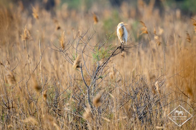 héron garde-boeuf, delta de l’Èbre
