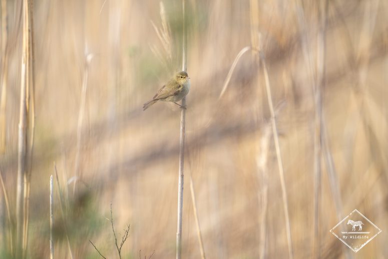 Pouillot véloce, delta de l’Èbre
