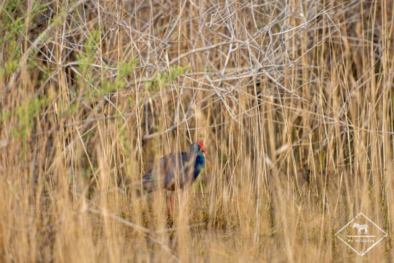 Talève sultane, delta de l’Èbre