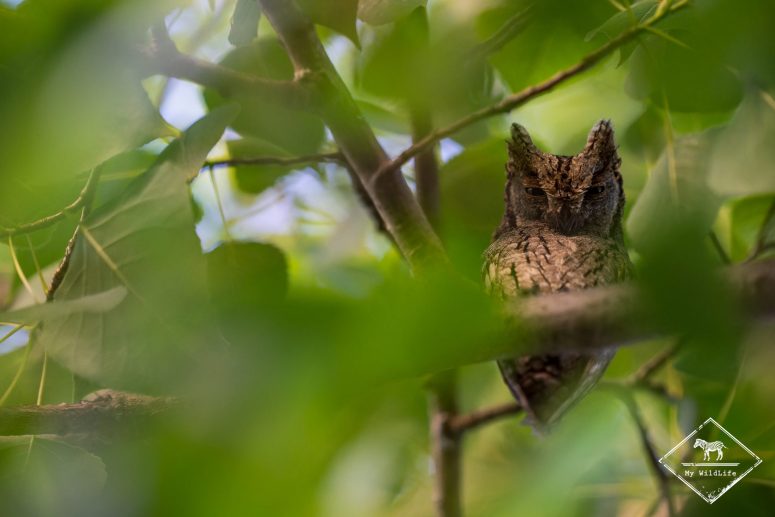 Petit-duc scops, Delta de l'Ebre