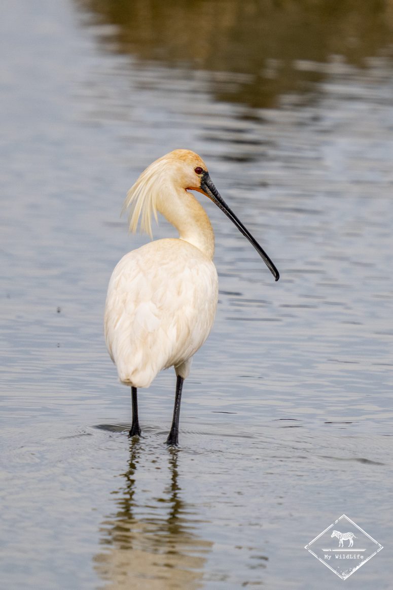 Spatule blanche, delta de l’Èbre