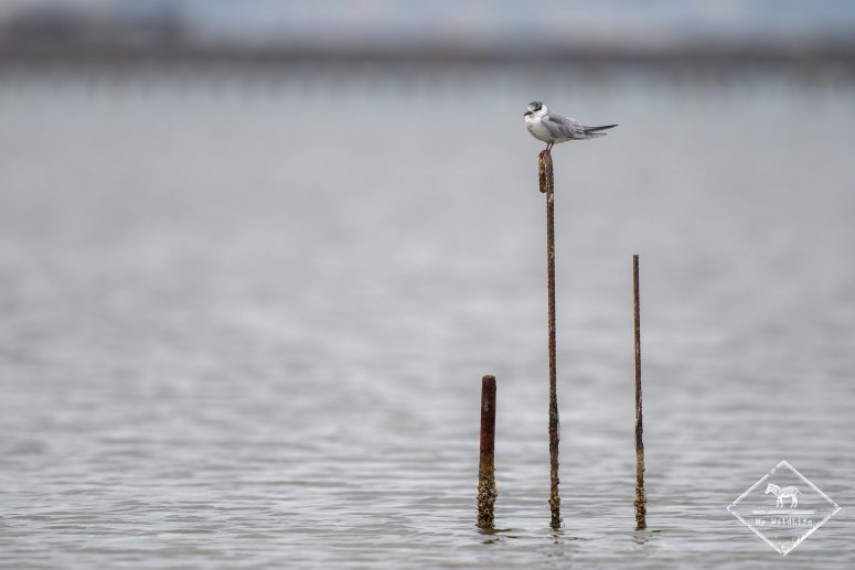 Sterne Hansel, Delta de l’Èbre