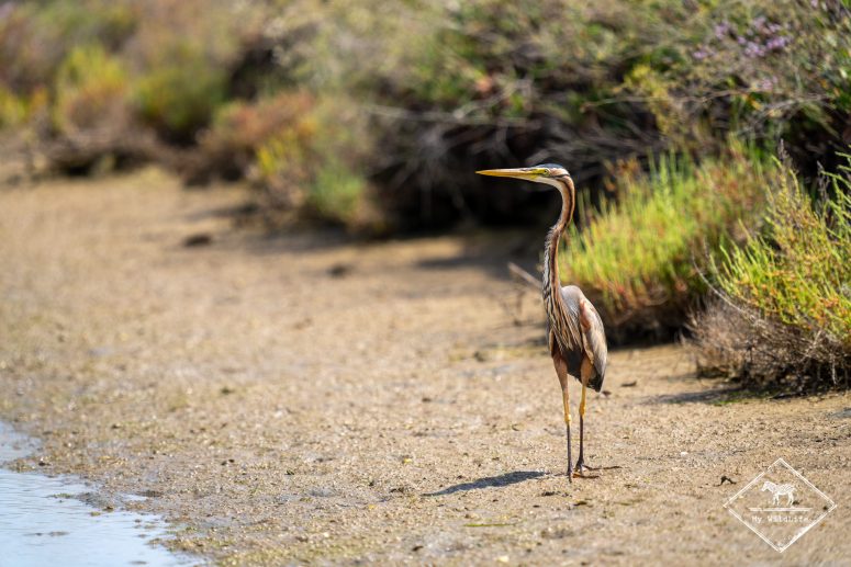 Héron pourpré, delta de l’Èbre